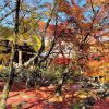 京都嵯峨野宝筐院境内の紅葉