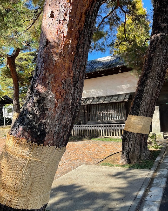 石神井　三宝寺参道の松のこも巻き