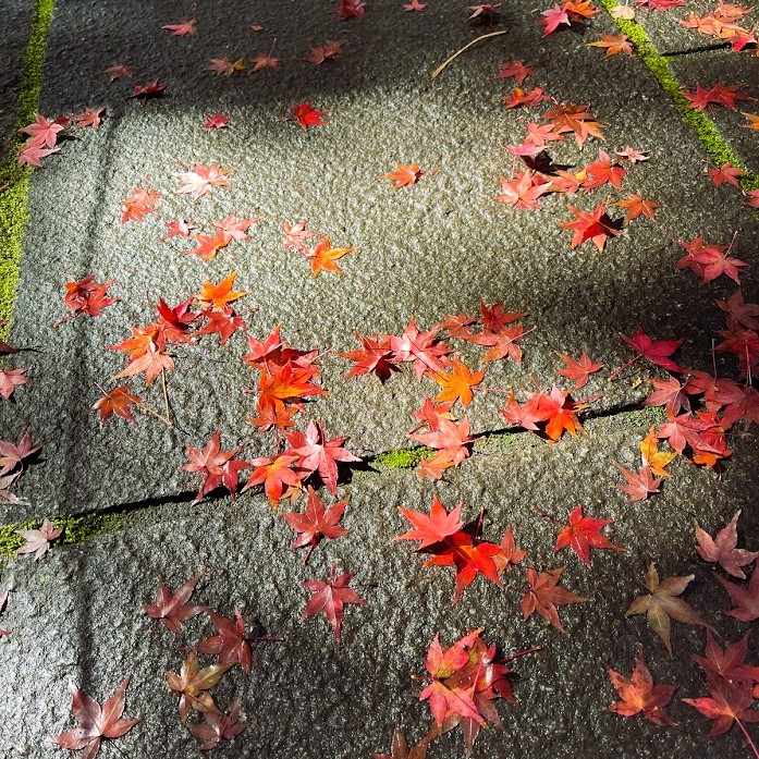 参道に落ちた紅葉