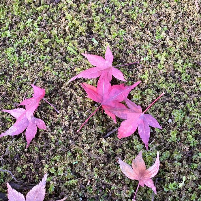道場寺境内のもみじの落ち葉