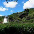 古民家ひらぬま　夏の様子