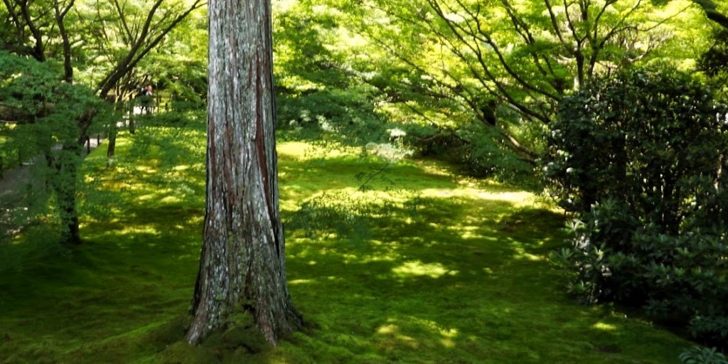 京都大原三千院光指す苔庭