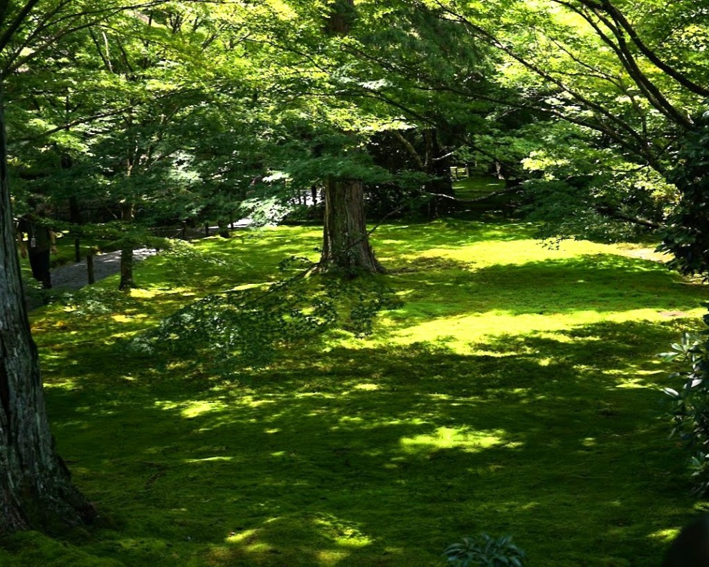 京都大原三千院有清園苔と光