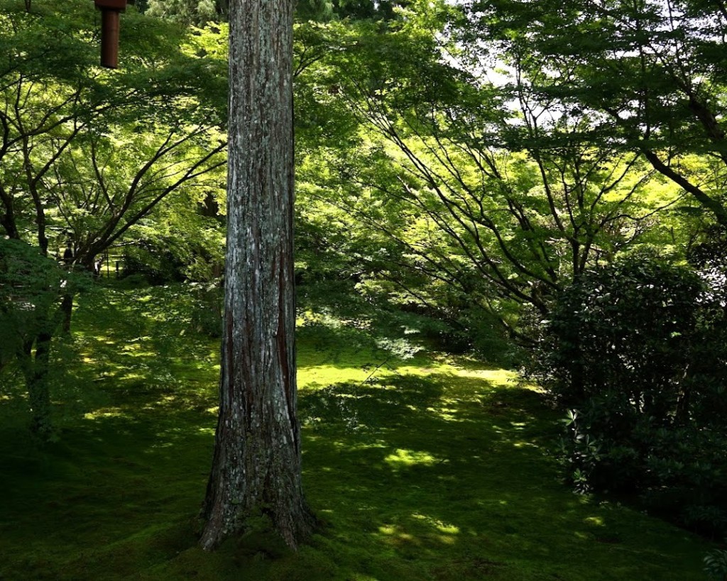 京都大原三千院有清園杉木立