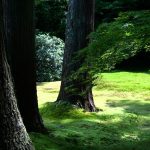 京都大原三千院有清園の苔と紅葉の青葉