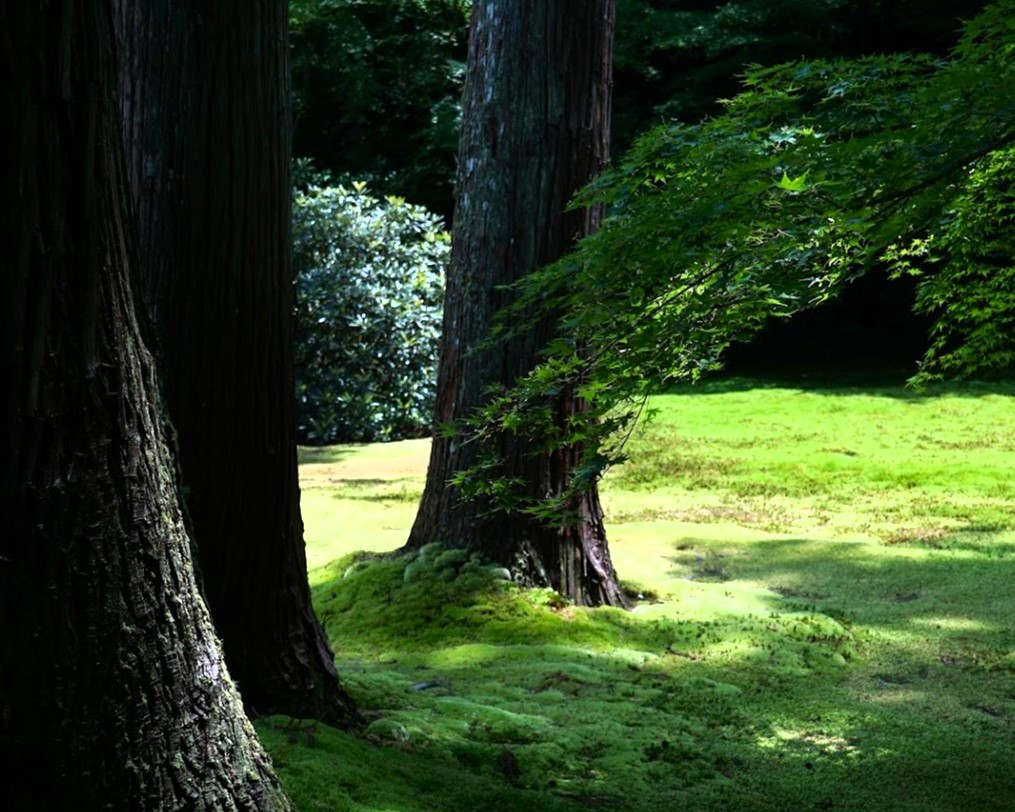 京都大原三千院有清園の苔と紅葉の青葉