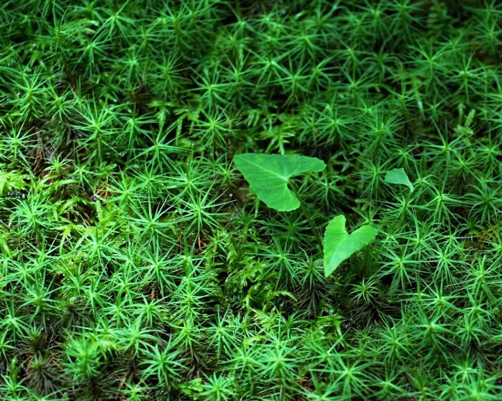 京都大原三千院苔のクローズアップ