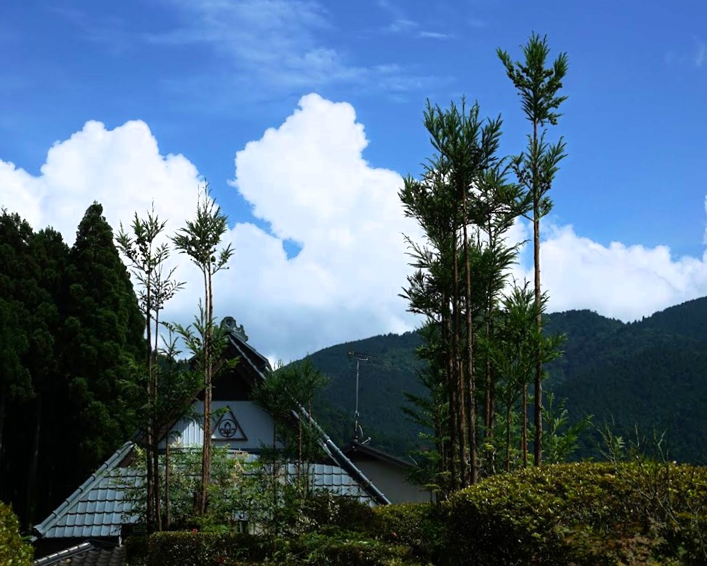 京都大原 台杉と夏の青空