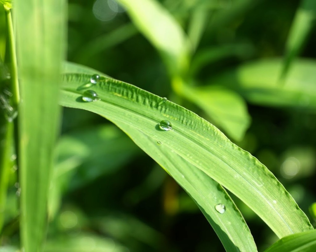 メヒシバの葉に水滴