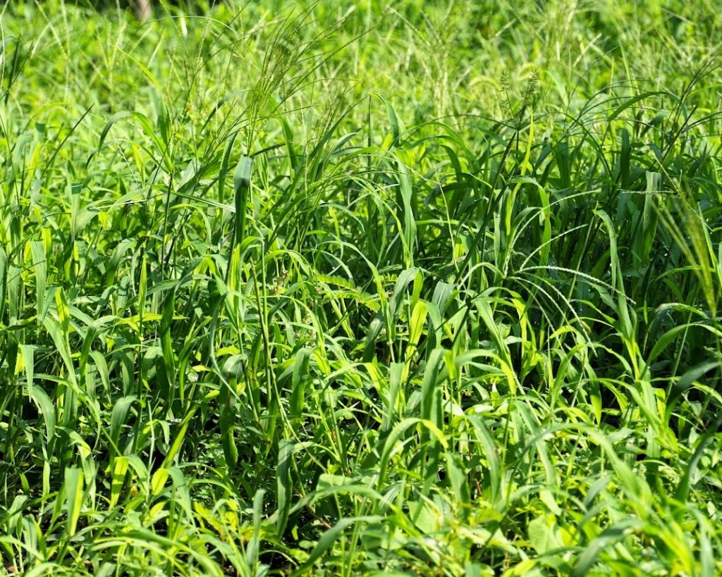 メヒシバの生い茂った様子