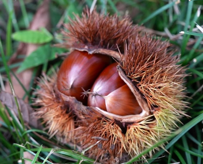 いがの中の栗