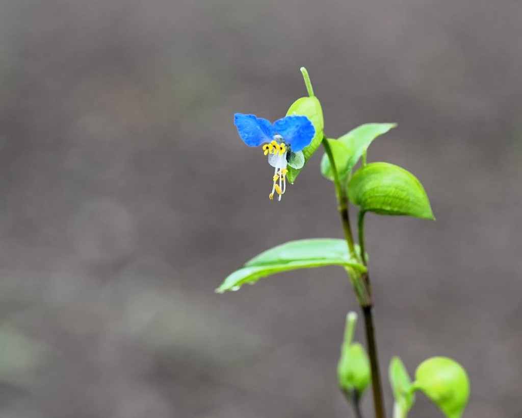 露草、つゆ草
