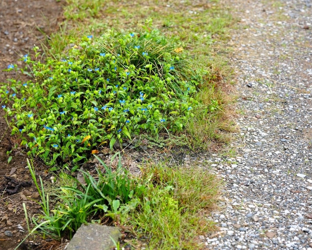 道端にさく露草