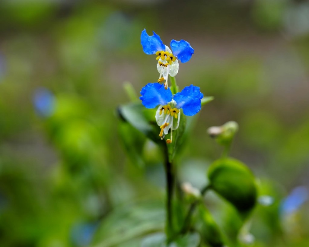 2輪の露草