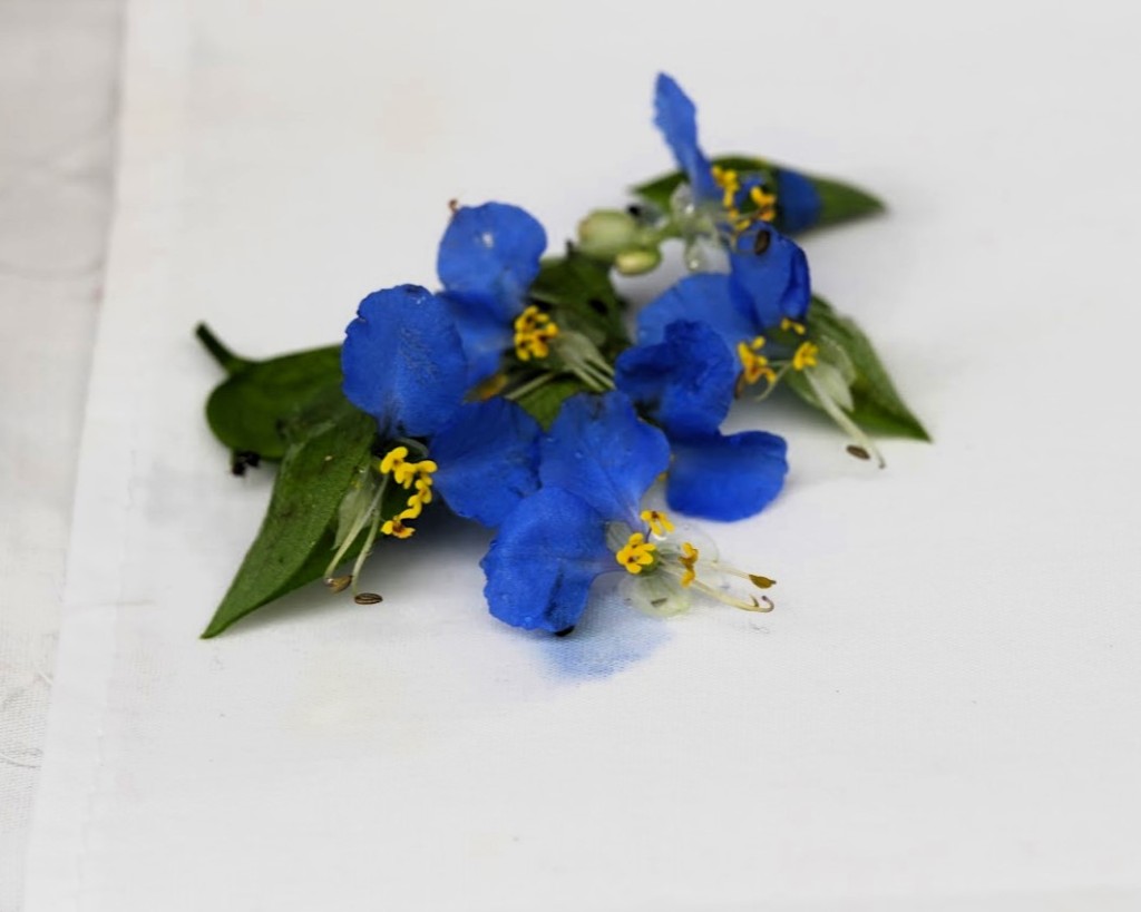 露草を摘んだ