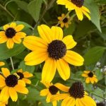オオハンゴンソウ大反魂草