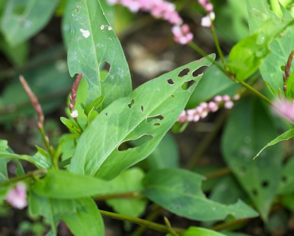 虫喰の蓼の葉