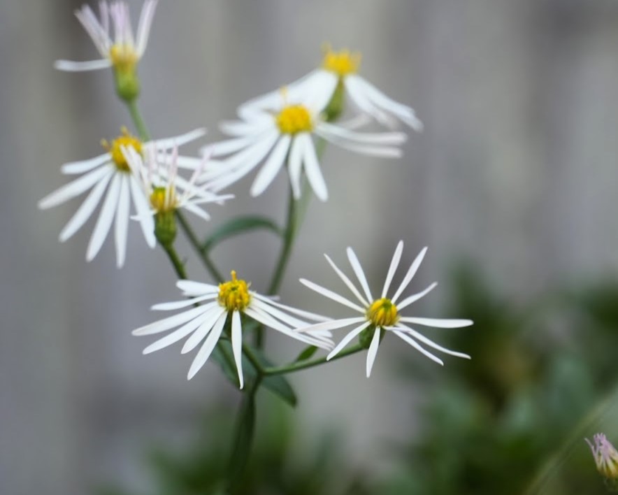 ホソバコンギク