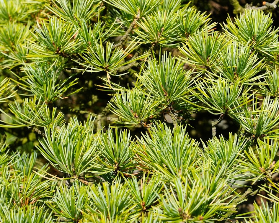 高尾 駒木野庭園 盆栽