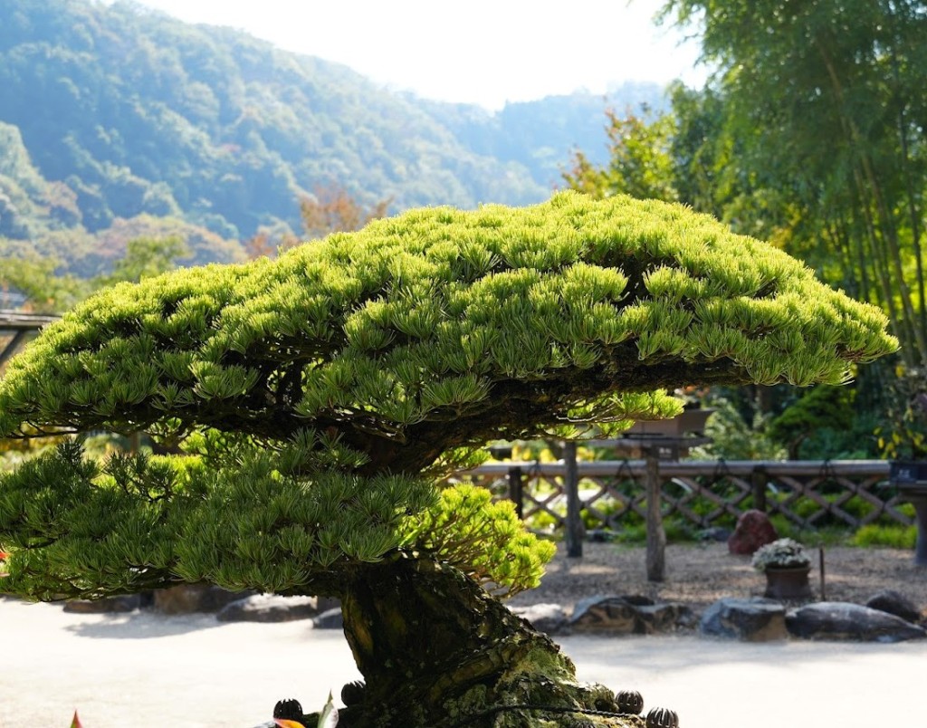 高尾 駒木野庭園 盆栽