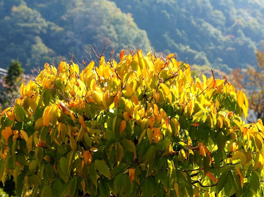 高尾 駒木野庭園 盆栽 けやき