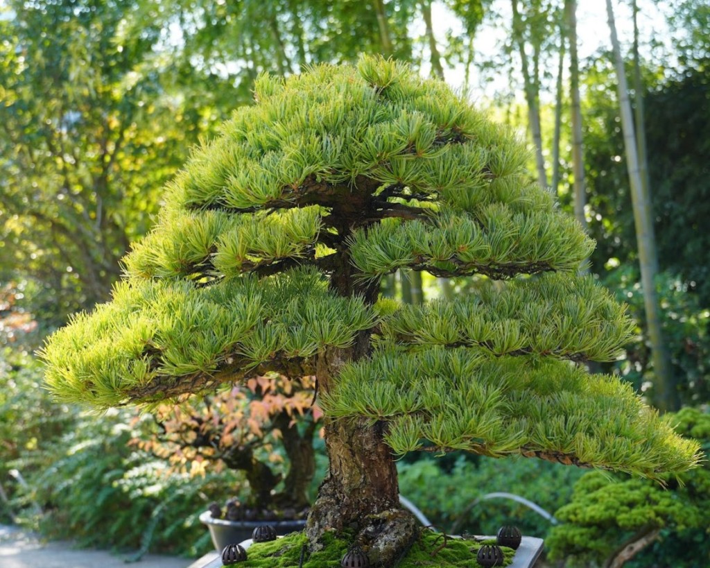 高尾 駒木野庭園 盆栽 黒松