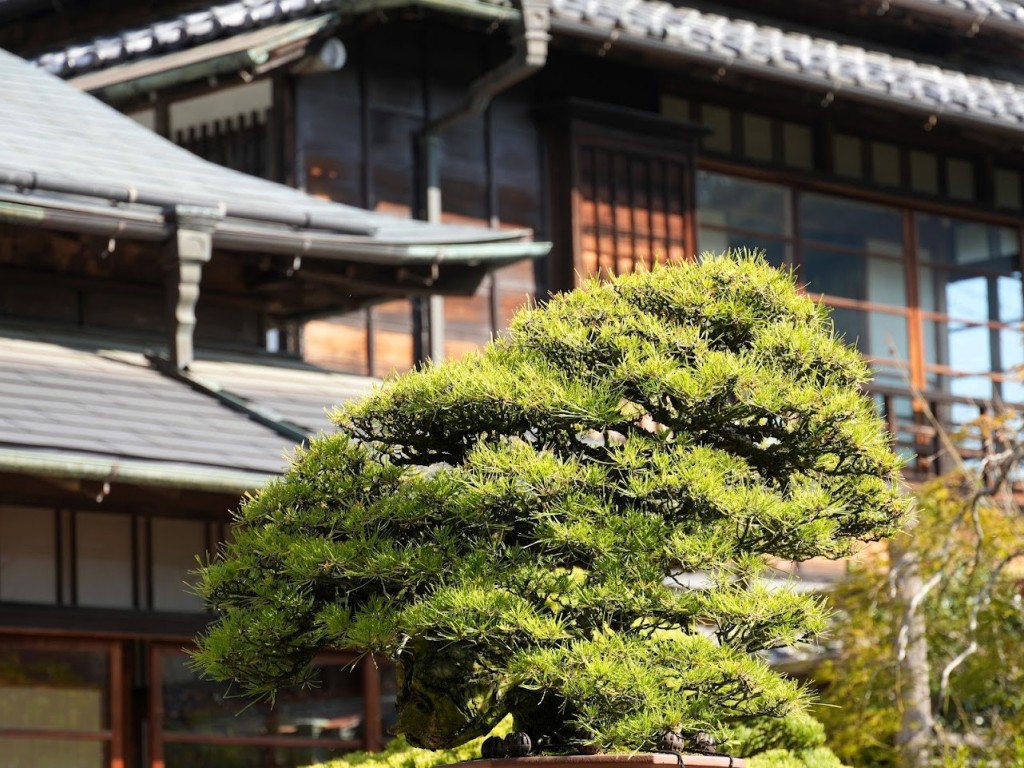 高尾 駒木野庭園 盆栽