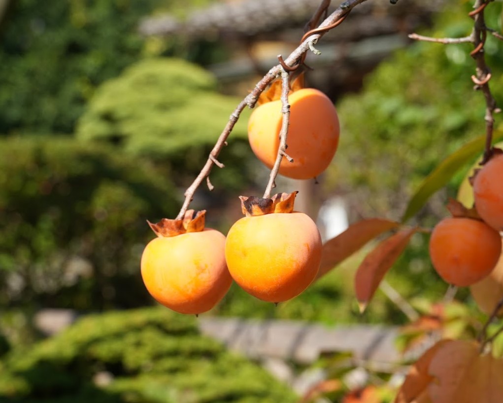 高尾 駒木野庭園 盆栽 山柿