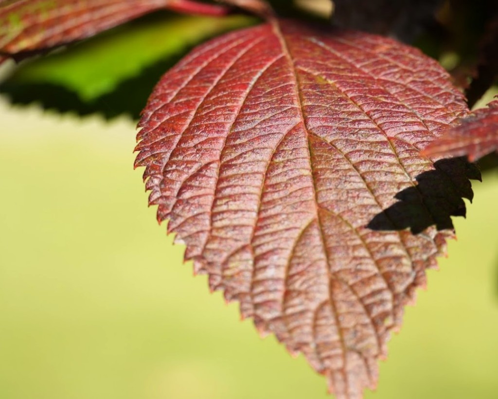 オオデマリの紅葉