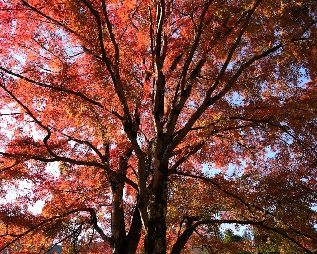 大丹波輪光院紅葉