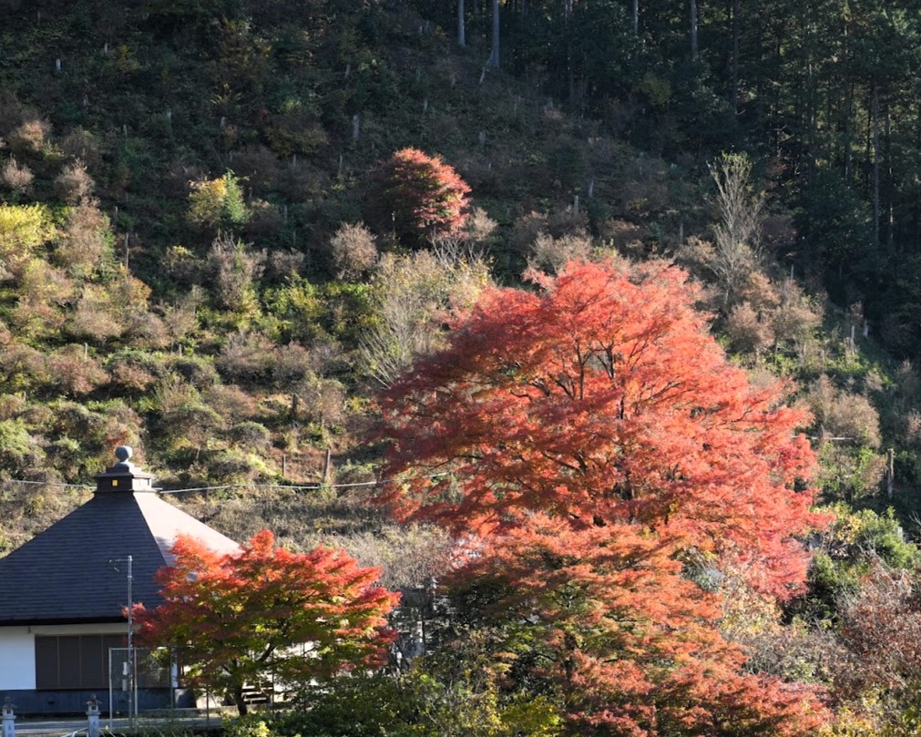 大丹波輪光院紅葉