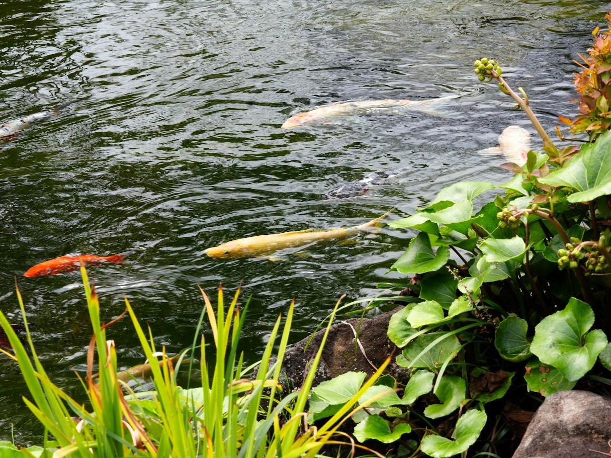 高尾駒木野庭園 池の鯉