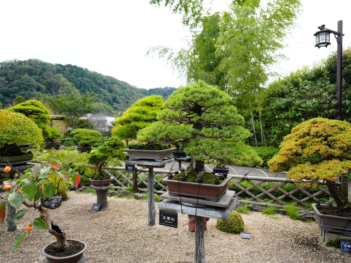 高尾駒木野庭園 盆栽