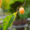 高尾駒木野庭園　山柿