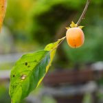 高尾駒木野庭園　山柿