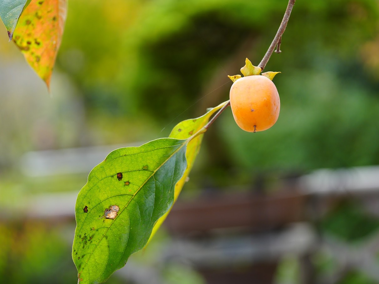 高尾駒木野庭園　山柿