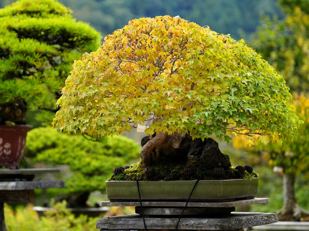 高尾駒木野庭園 けやきの盆栽
