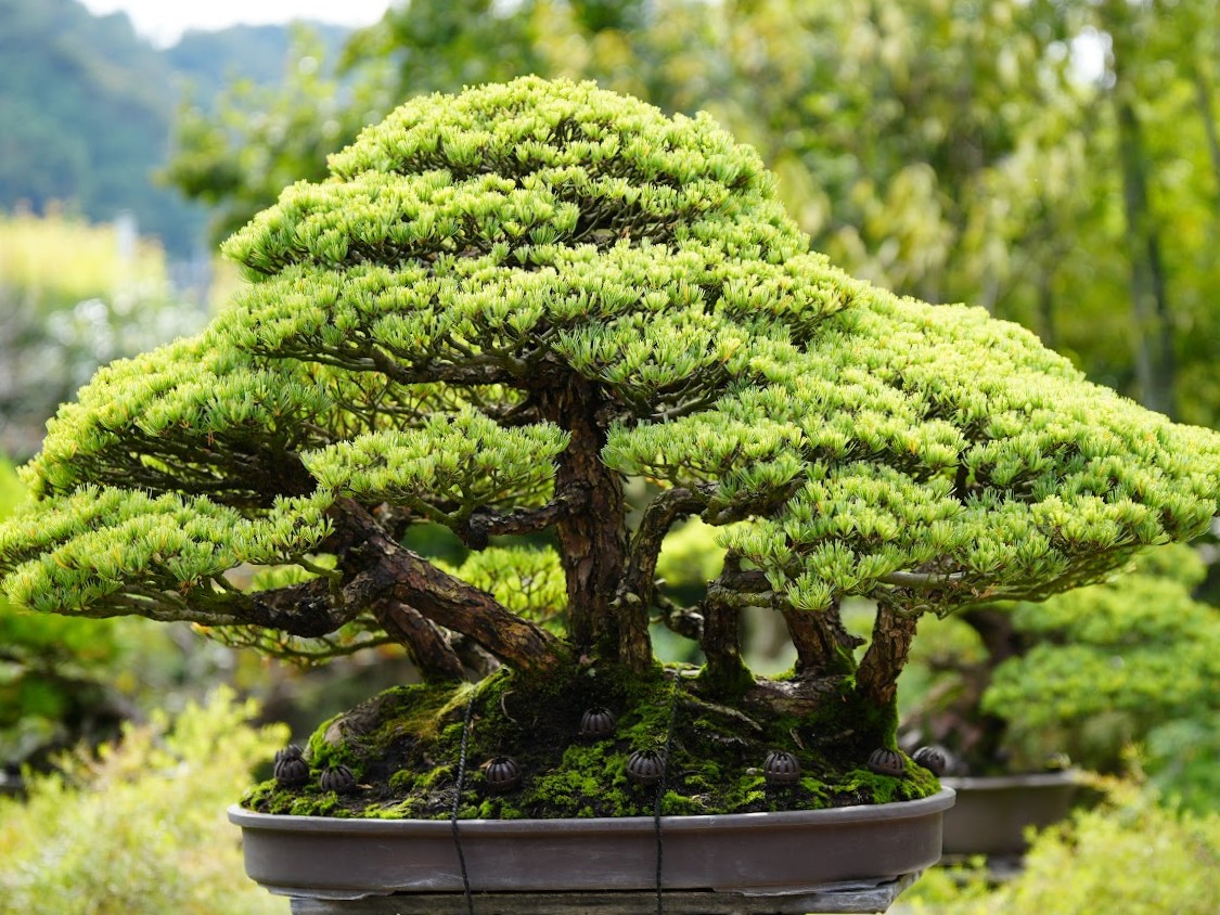 高尾駒木野庭園 五葉松の盆栽
