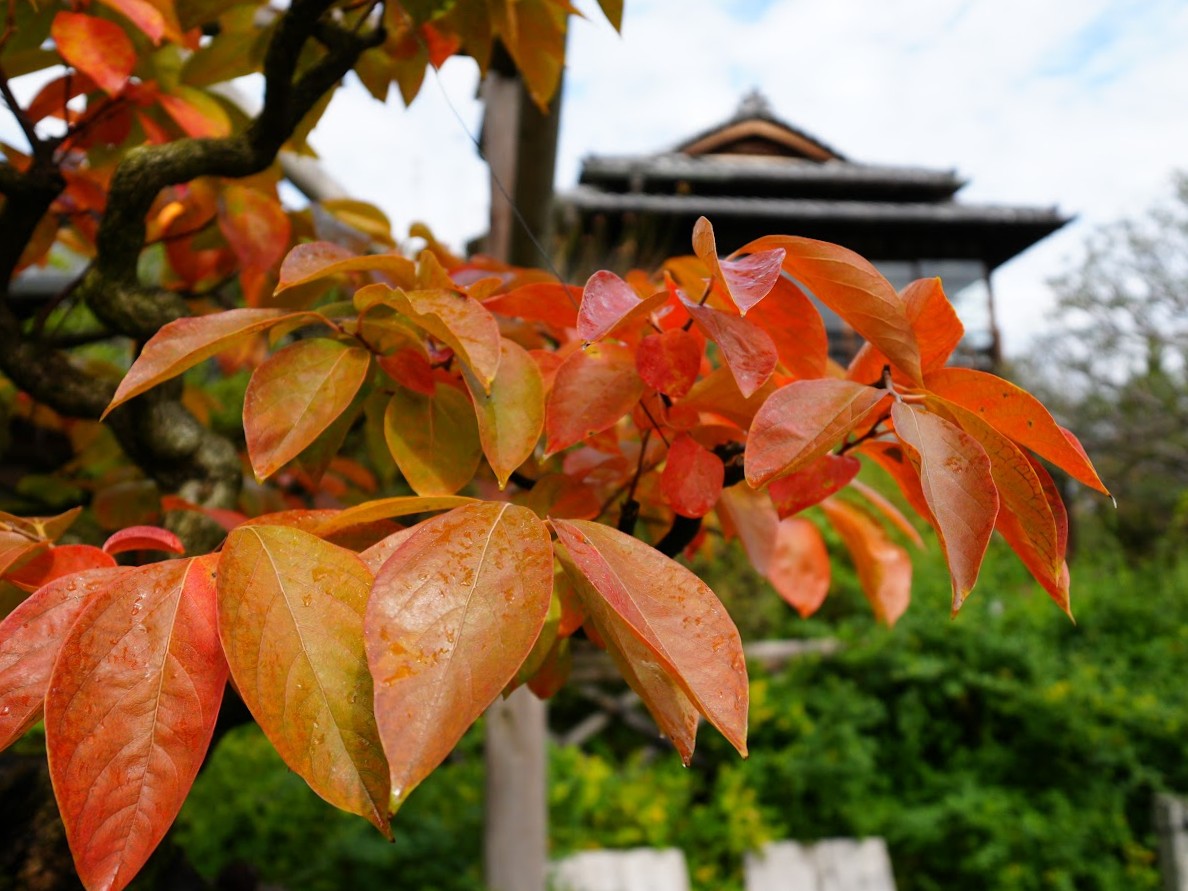 高尾駒木野庭園 柿木の紅葉