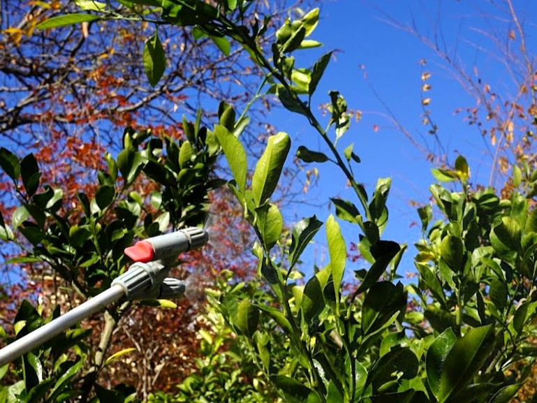 自家製みかん　マシン油消毒