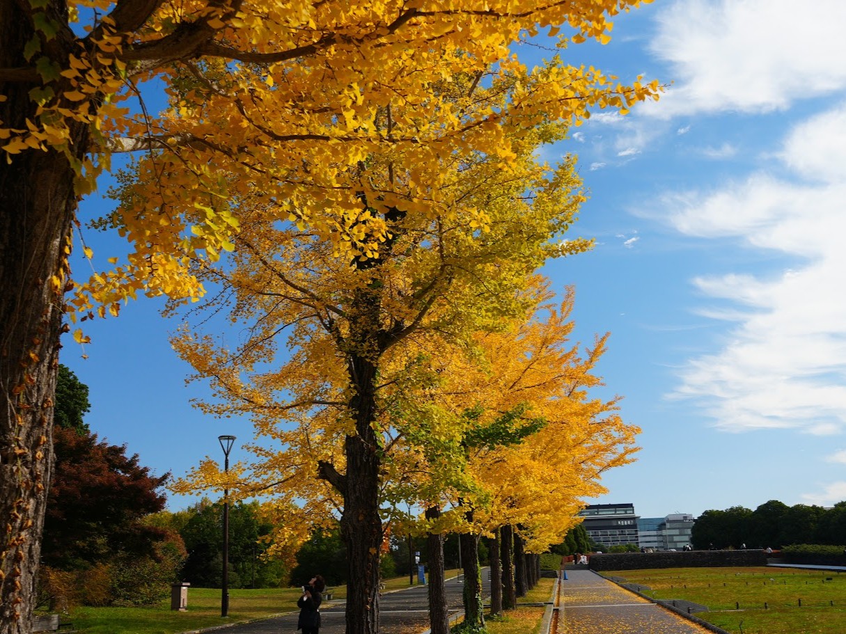 昭和記念公園の秋