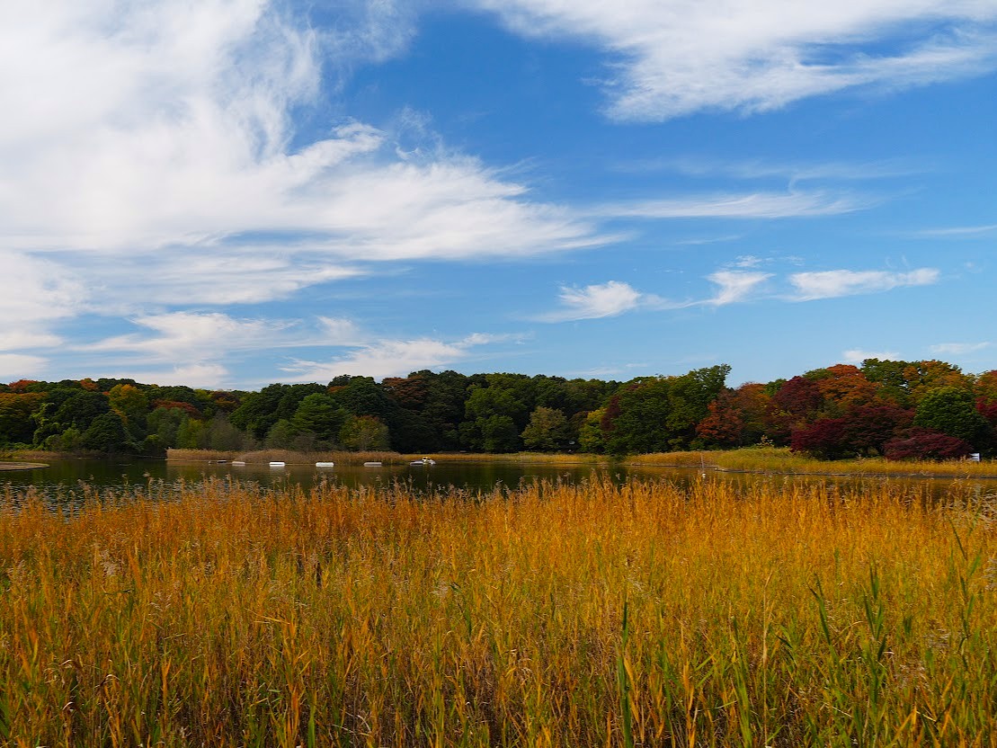 昭和記念公園の秋