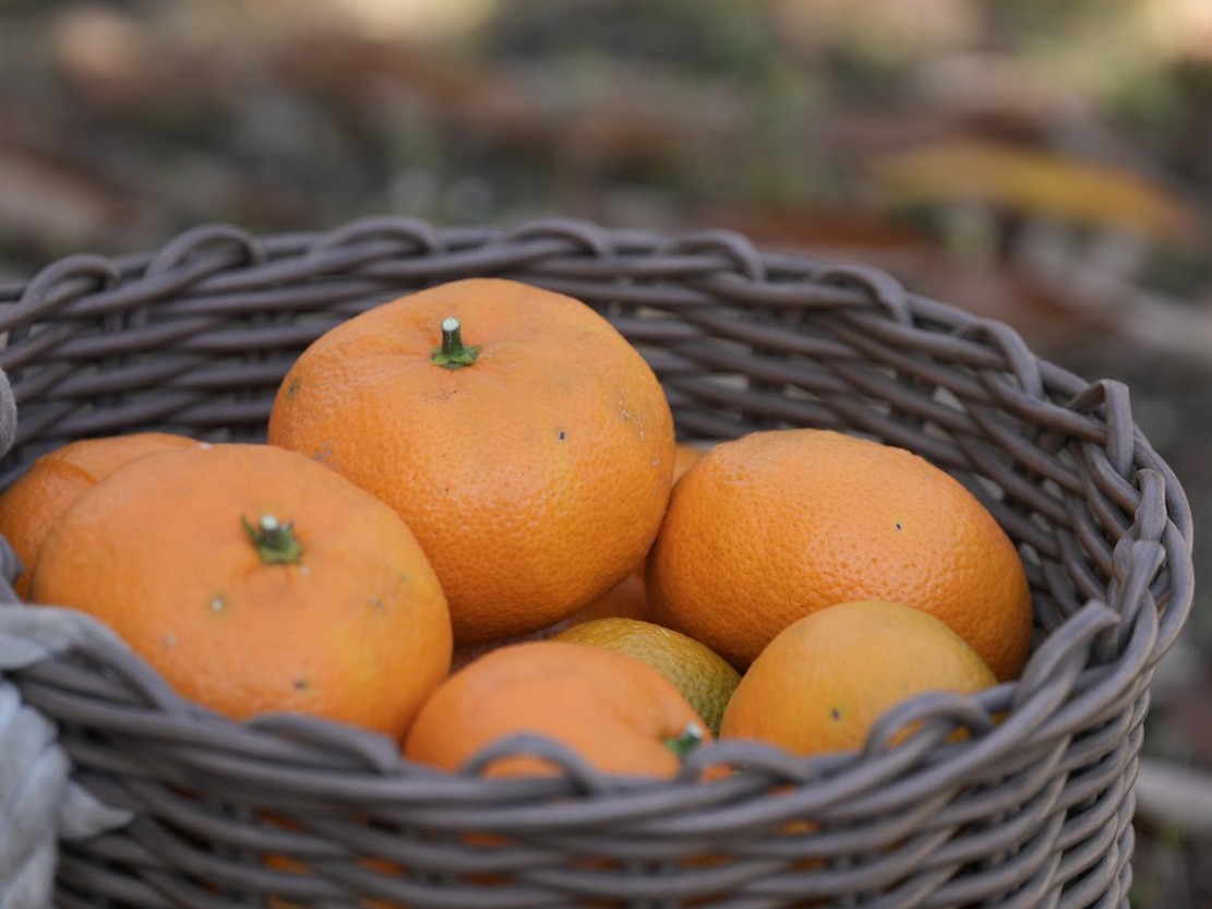 自家製みかん　収穫