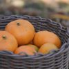 自家製みかん
