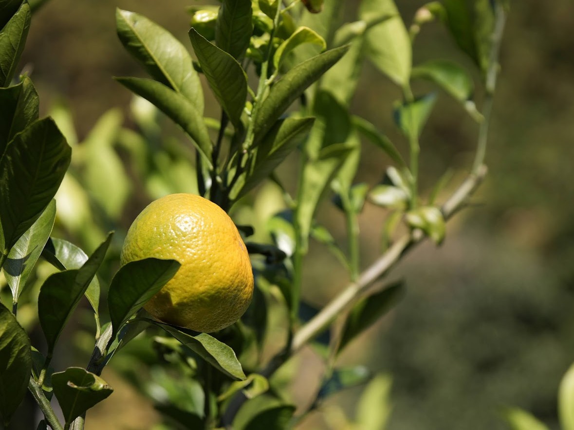自家製みかん