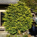 庭のコニファー「クリプシー」剪定前の様子