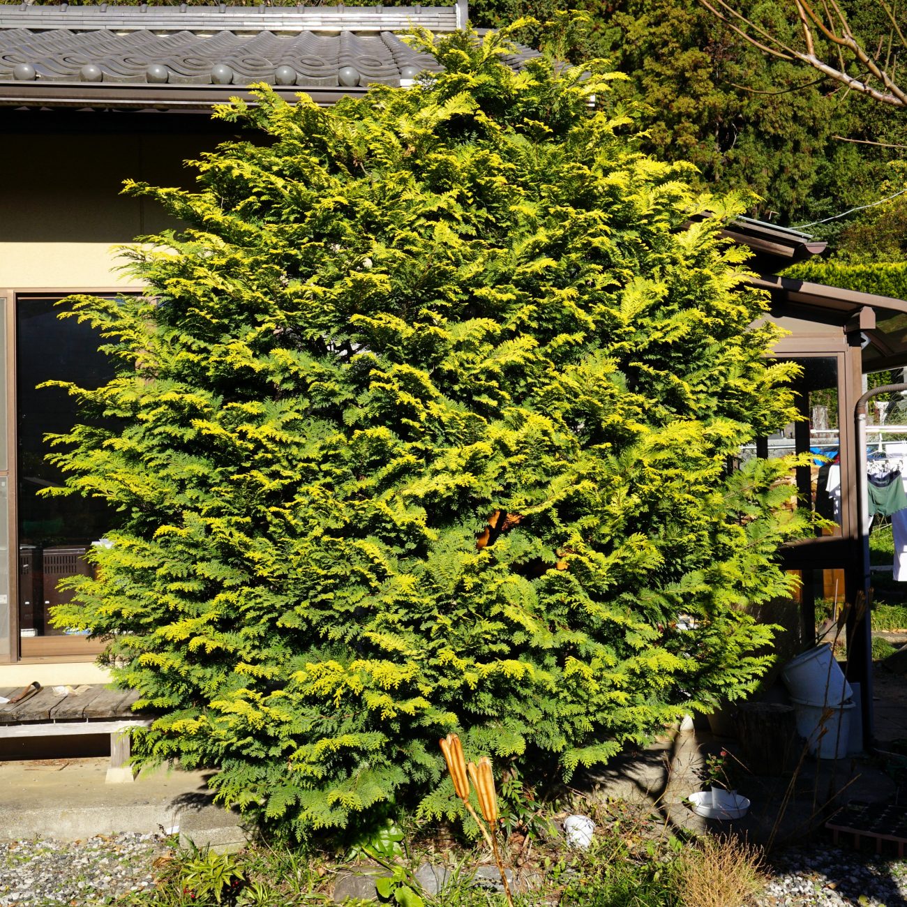 庭のコニファー「クリプシー」剪定前の様子