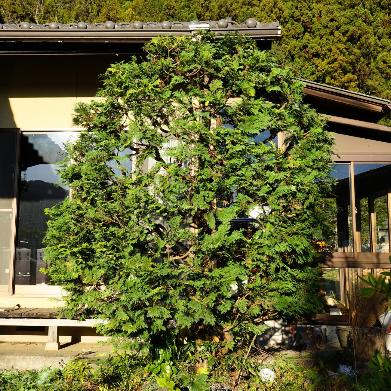 庭のコニファー「クリプシー」剪定後の様子