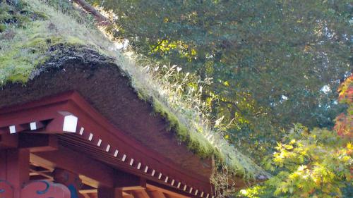 茅葺屋根の草