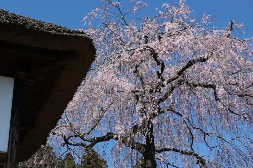 安楽寺の枝垂れ桜